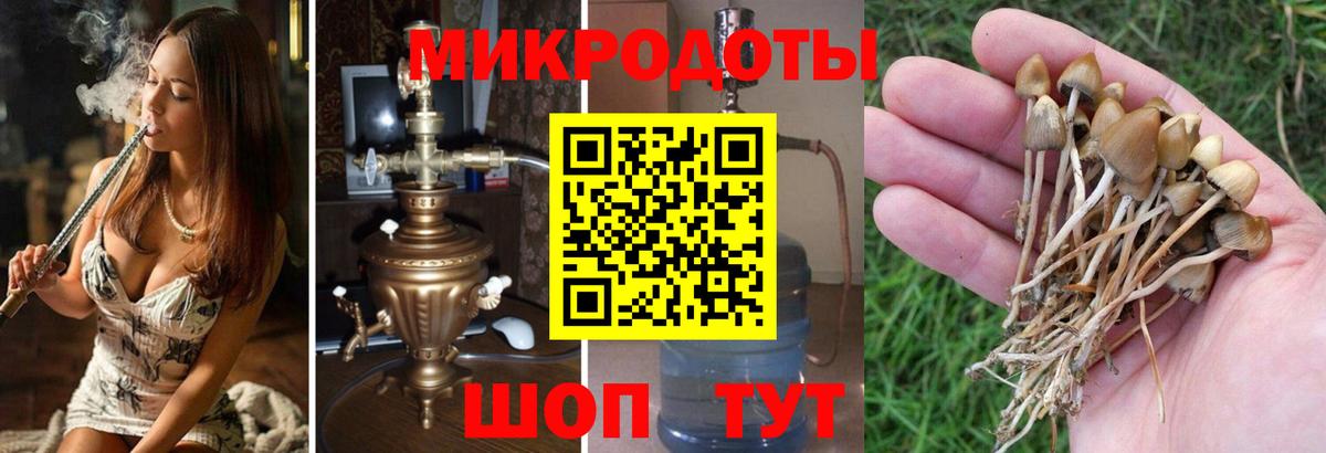 Псилоцибиновые грибы Cubensis Ноябрьск